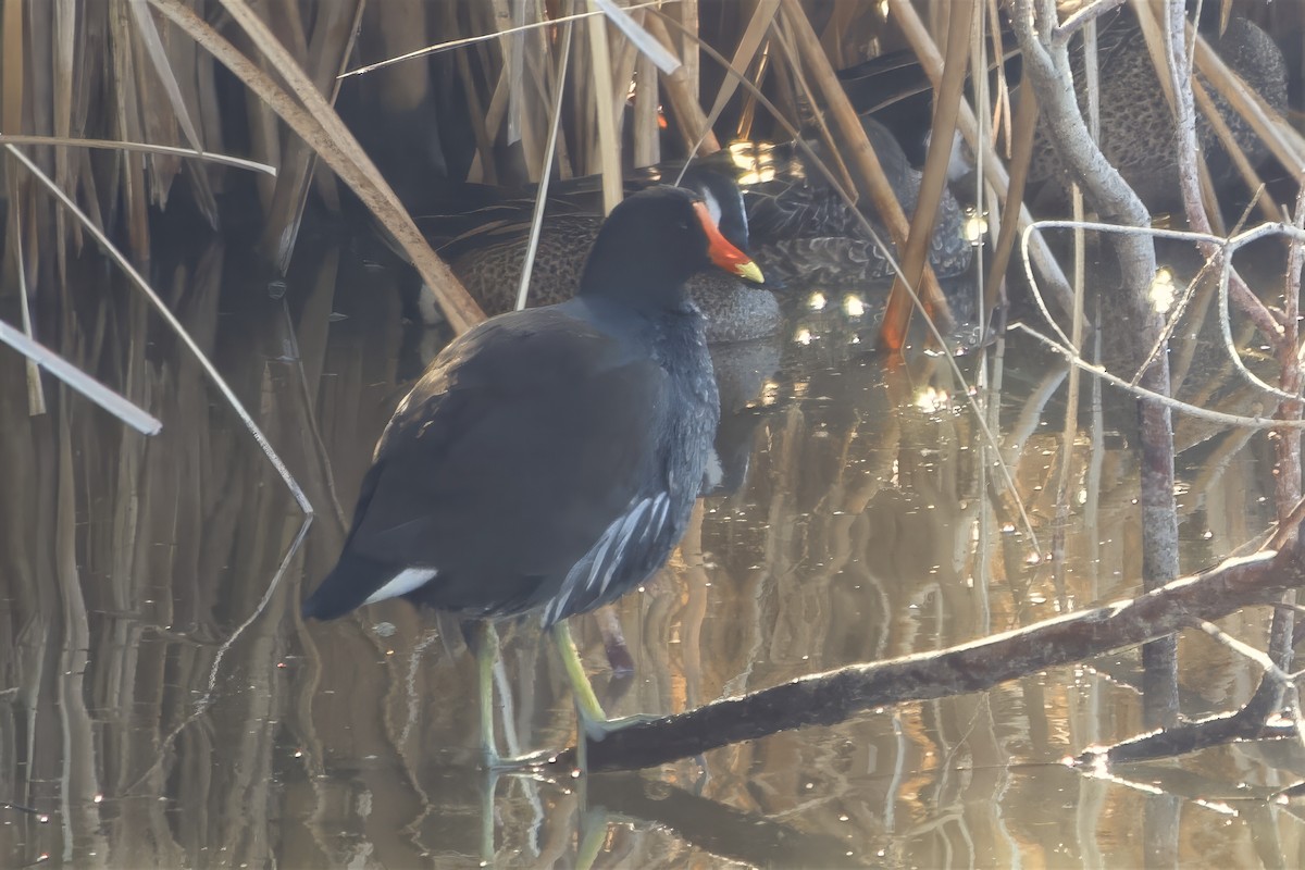 Common Gallinule - ML650258585