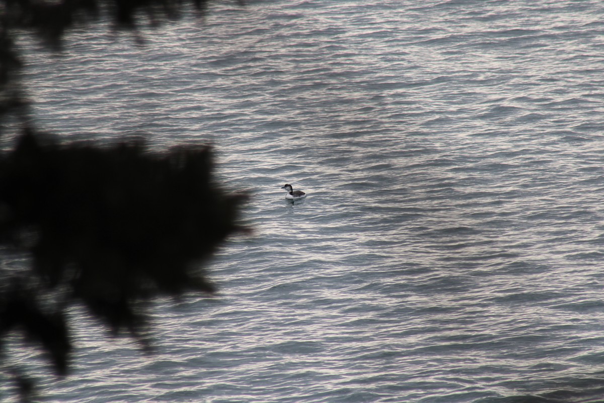 Buz Dalgıcı - ML650258597