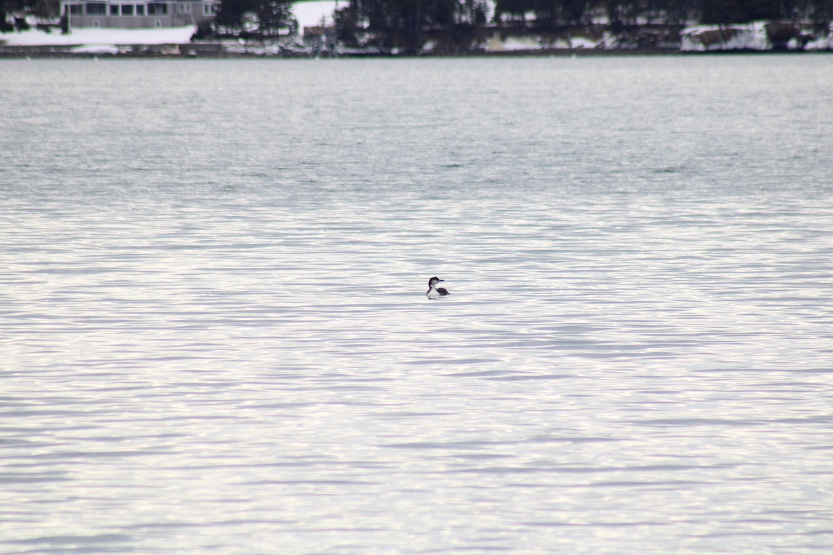 Buz Dalgıcı - ML650258632