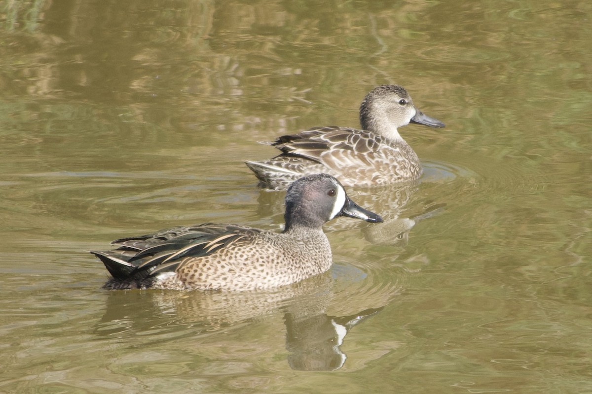 Blue-winged Teal - ML650258641