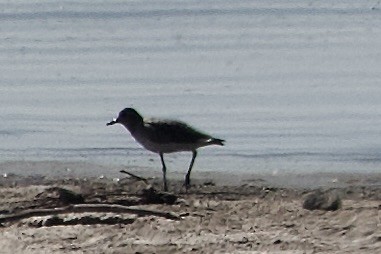 灰斑鴴 - ML650258784