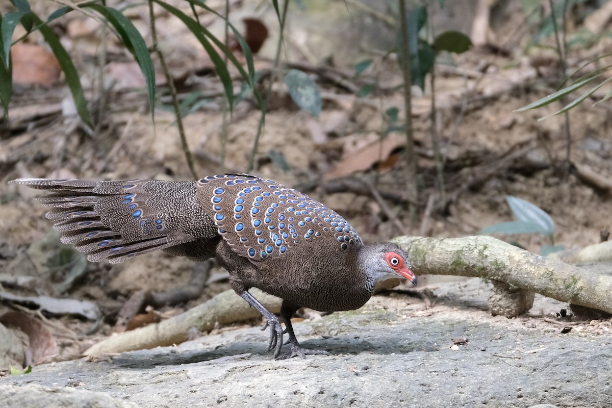 Hainan Peacock-Pheasant - ML650259639