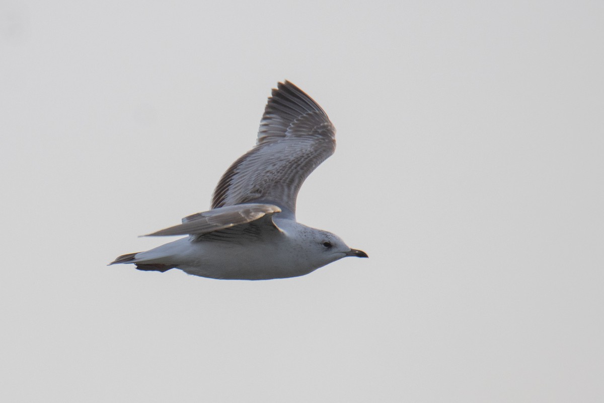 Common Gull - ML650260125