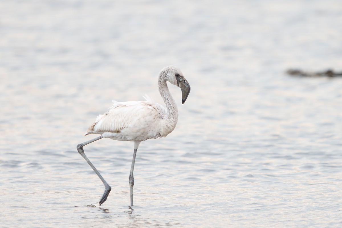 plameňák malý - ML650260173