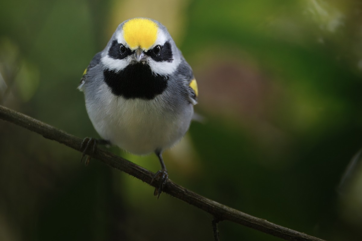 Goldflügel-Waldsänger - ML650260488