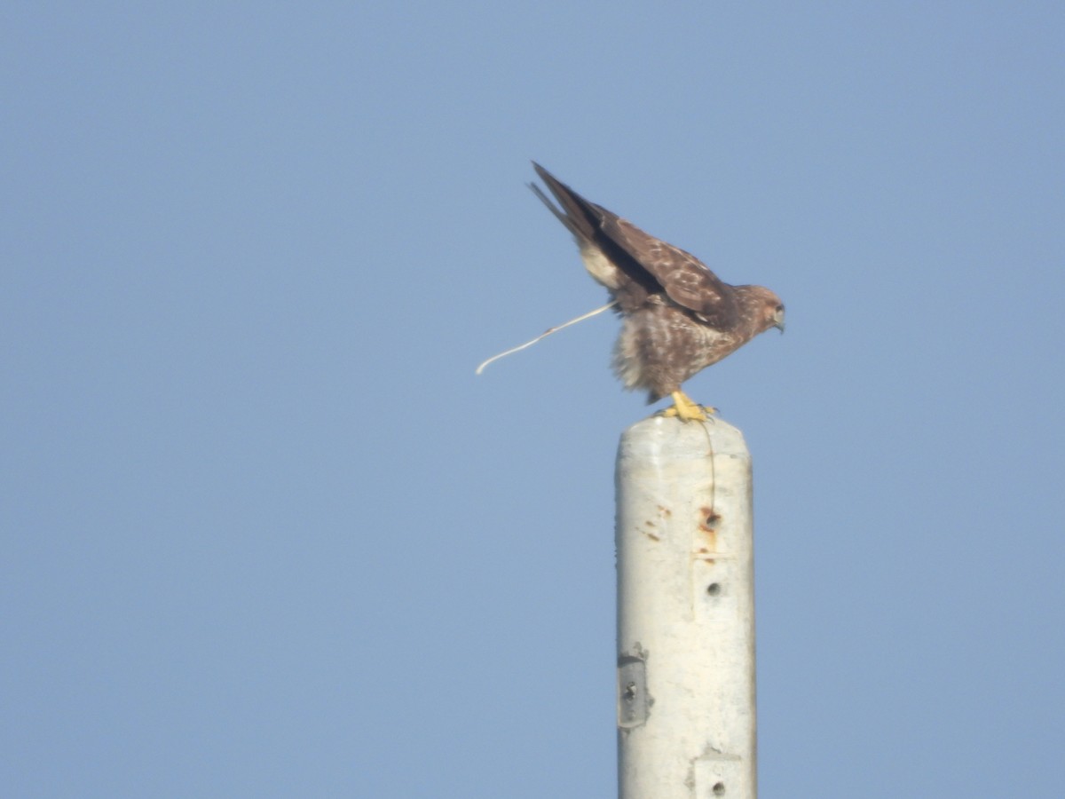 tanımsız Buteo sp. - ML650260498