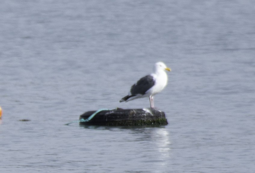 Западная чайка - ML650260577