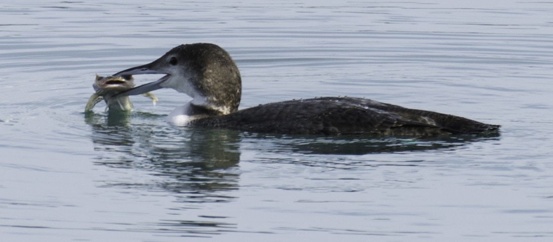 Черноклювая гагара - ML650260592