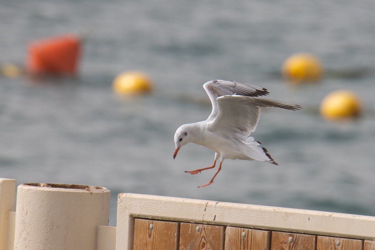 Black-headed Gull - ML650260635