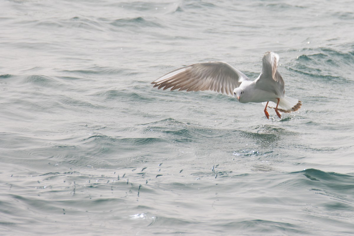Black-headed Gull - ML650260640