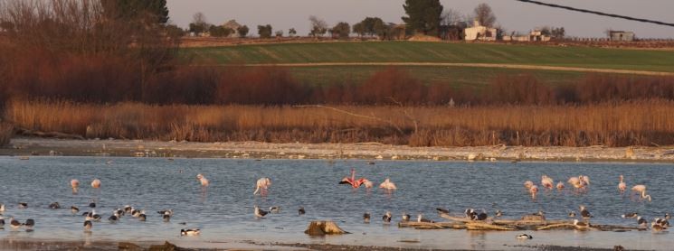 plameňák malý - ML650260665