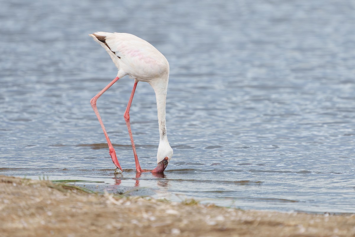 plameňák malý - ML650260670