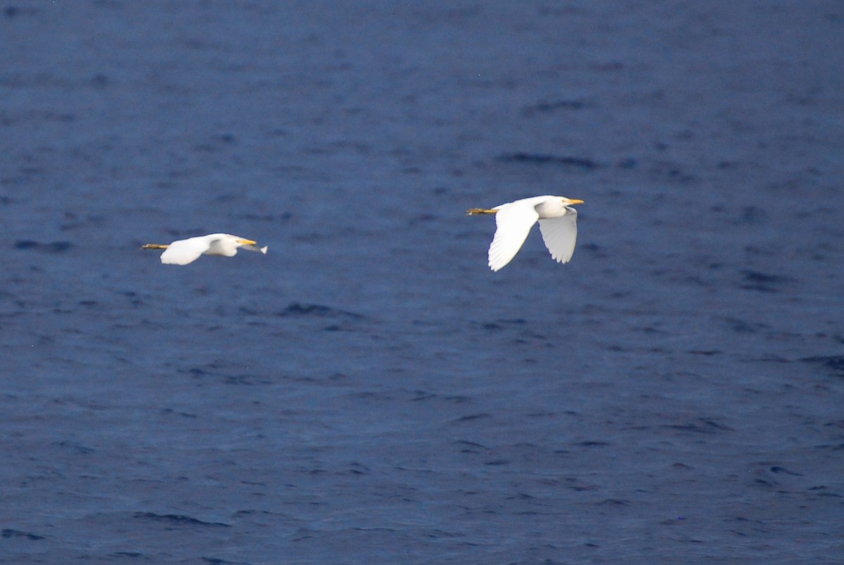 Western Cattle-Egret - ML650260722