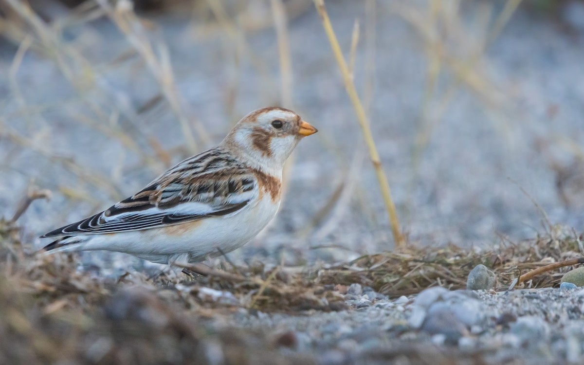 Alaca Çinte - ML650260760