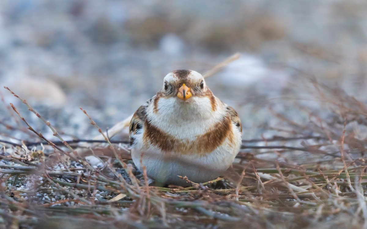 Alaca Çinte - ML650260761