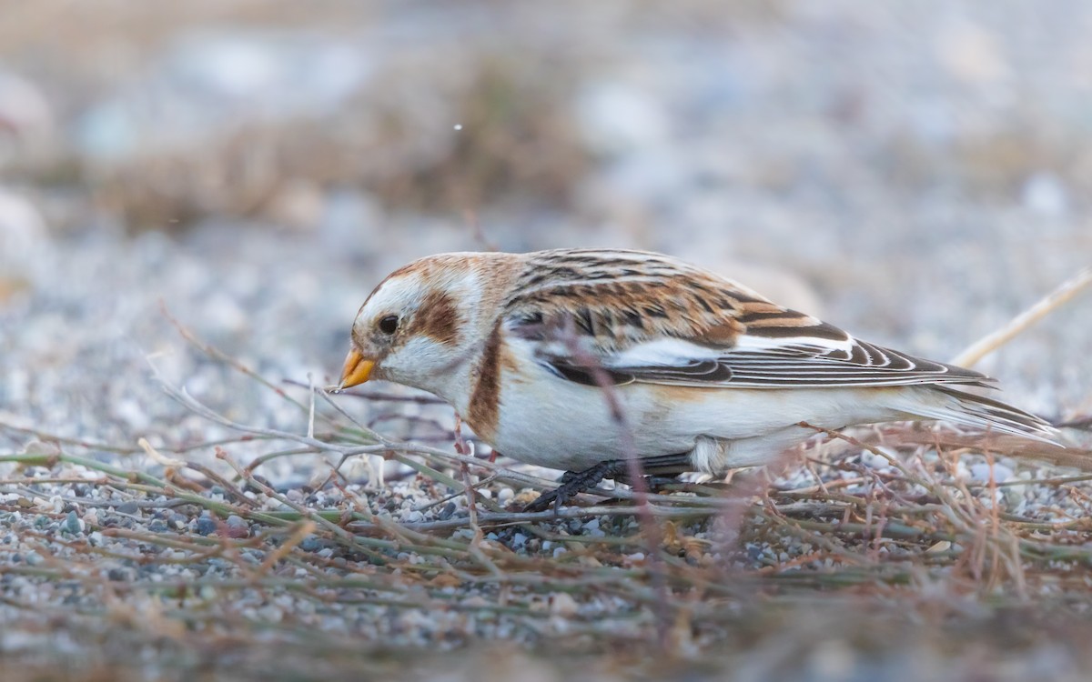 Alaca Çinte - ML650260762