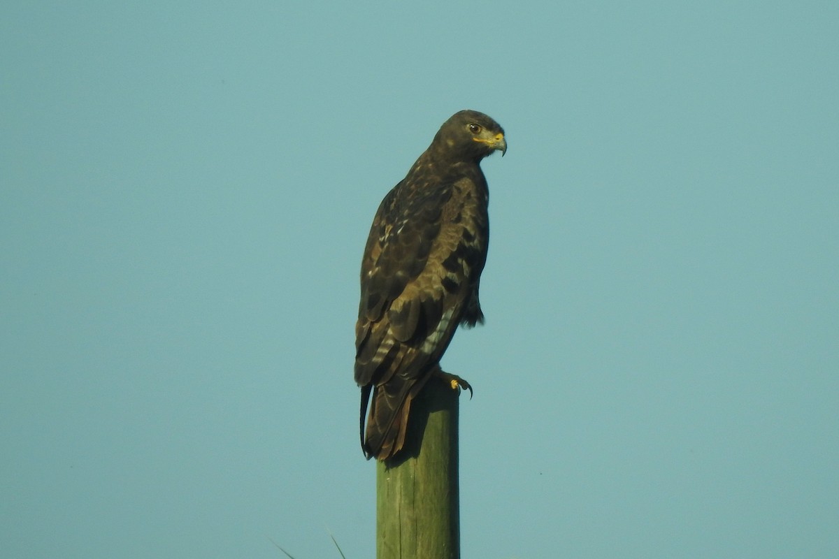 Скальный канюк - ML650260763