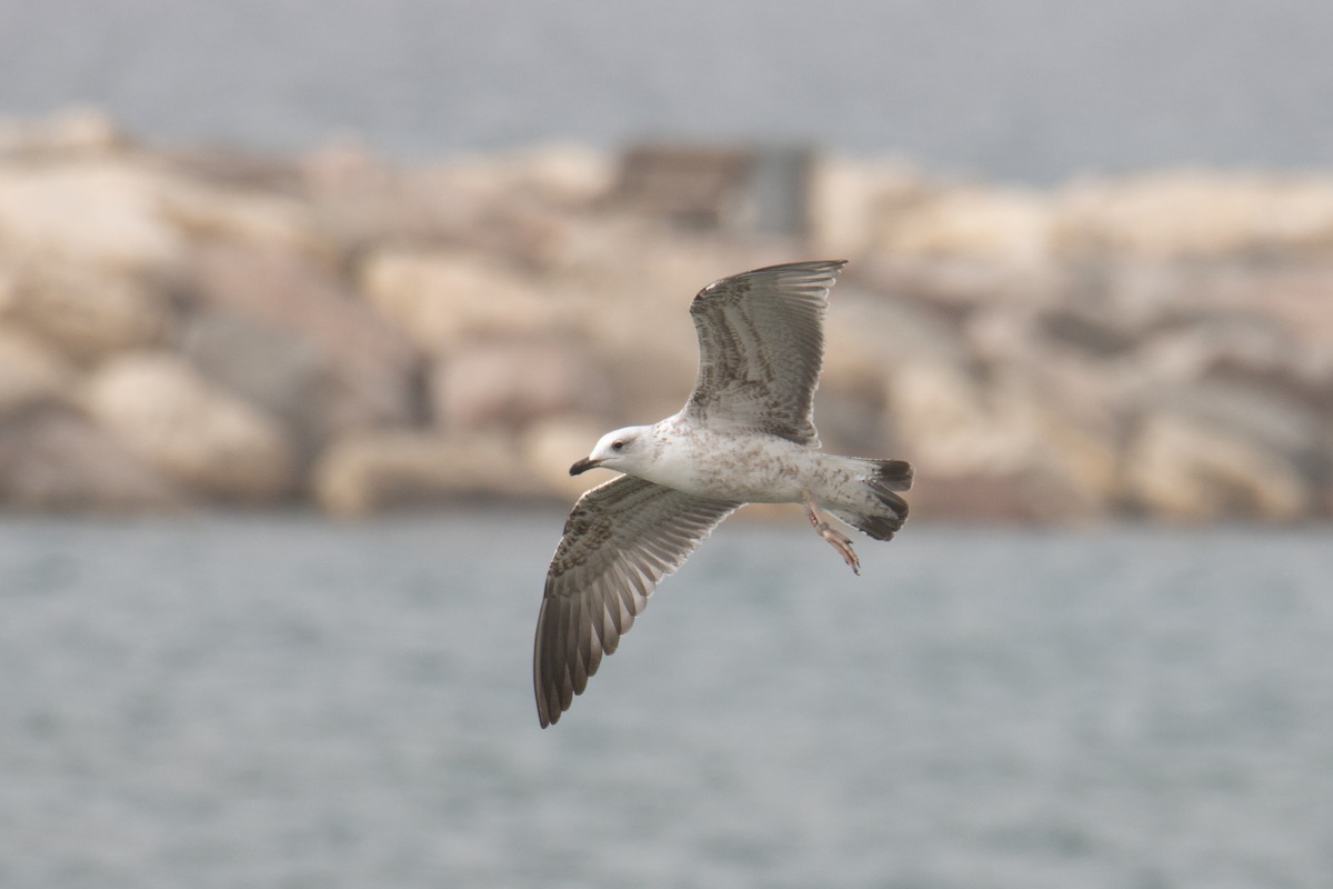 Caspian/Yellow-legged/Armenian Gull - ML650260796