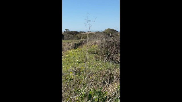 アメリカハイイロチュウヒ - ML650260812