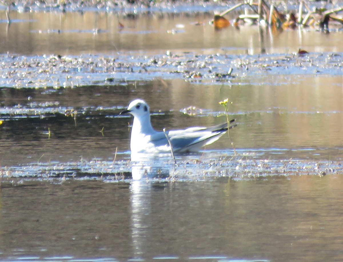Bonaparte's Gull - ML650260831