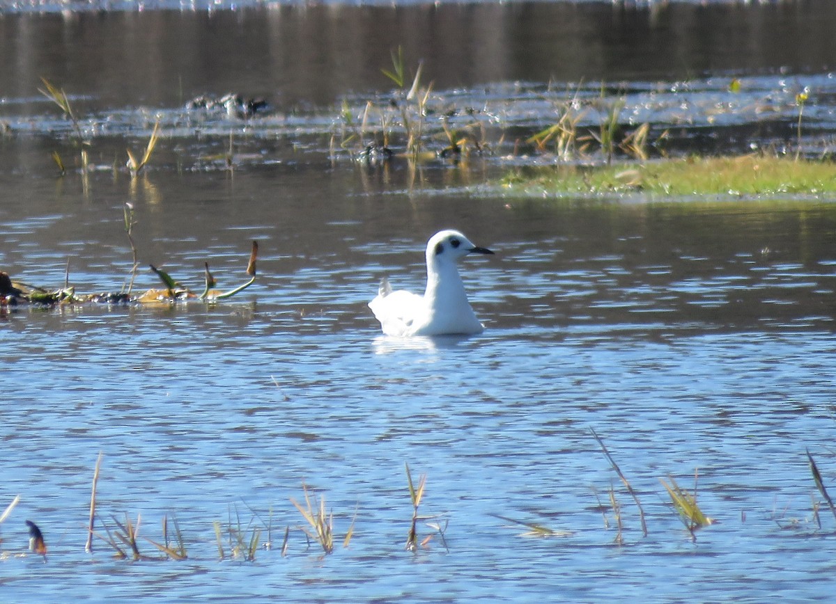 Bonaparte's Gull - ML650260842