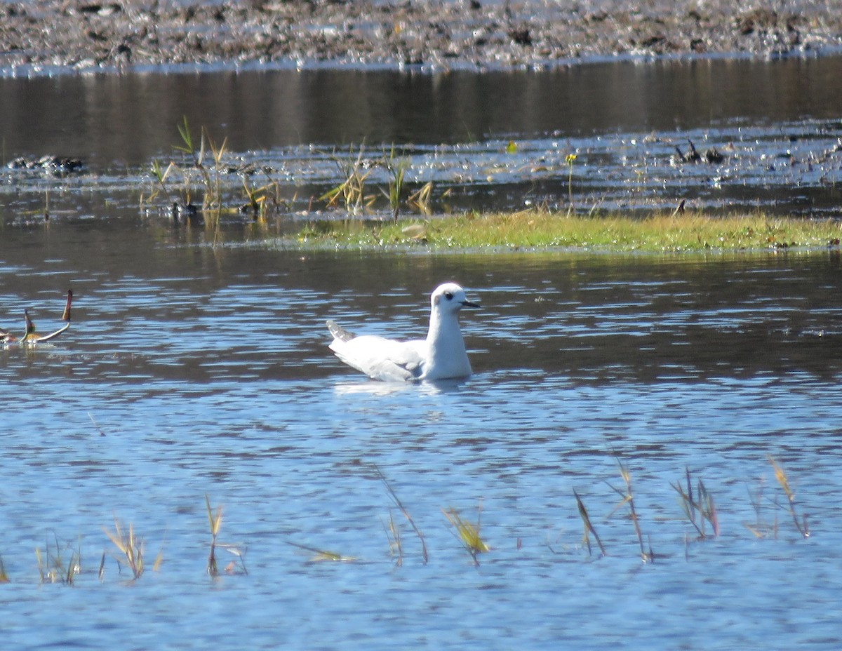 Bonaparte's Gull - ML650260851