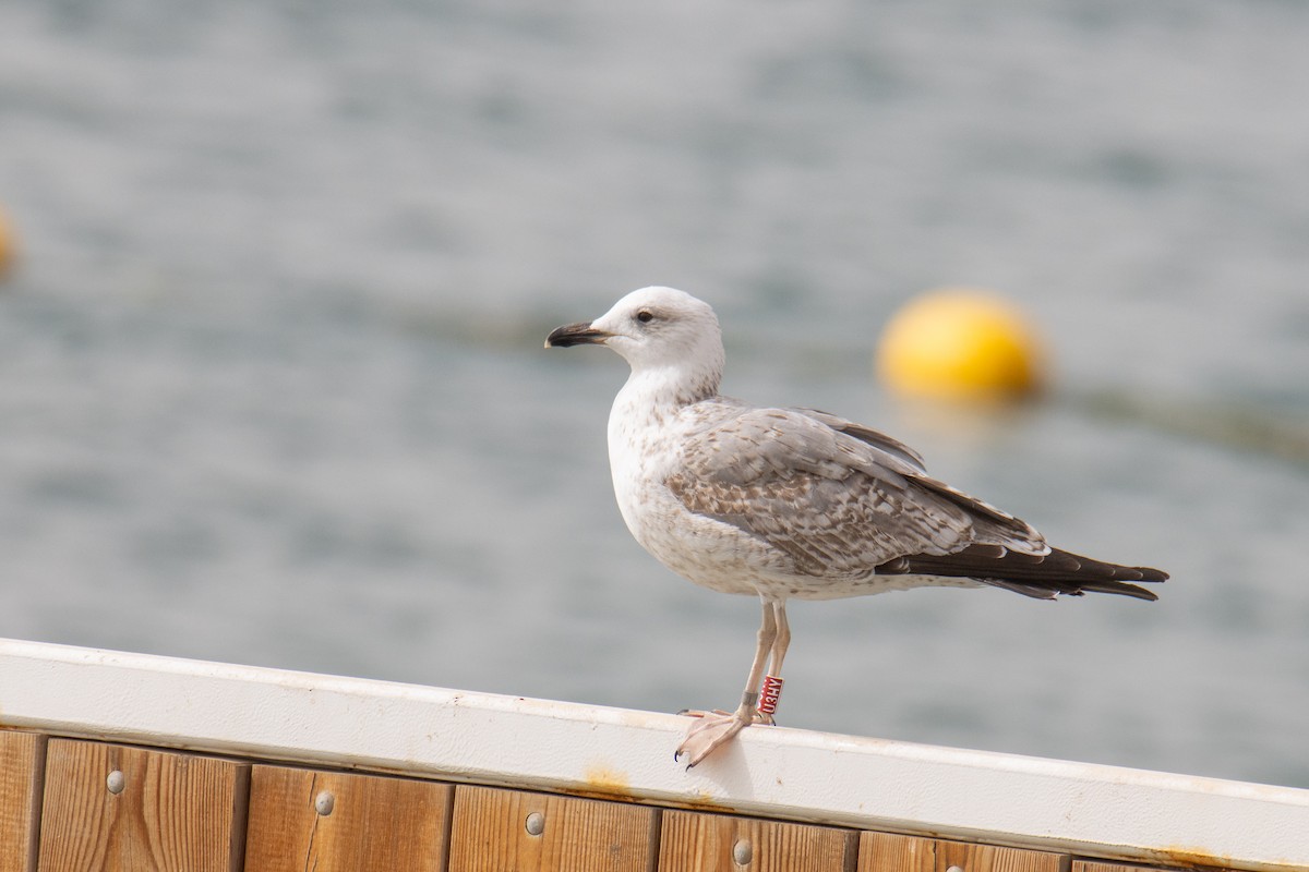 Caspian/Yellow-legged/Armenian Gull - ML650260948