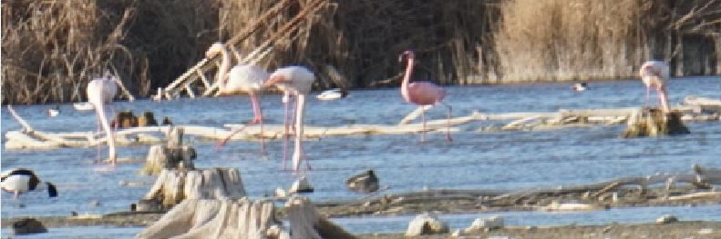 plameňák malý - ML650261016