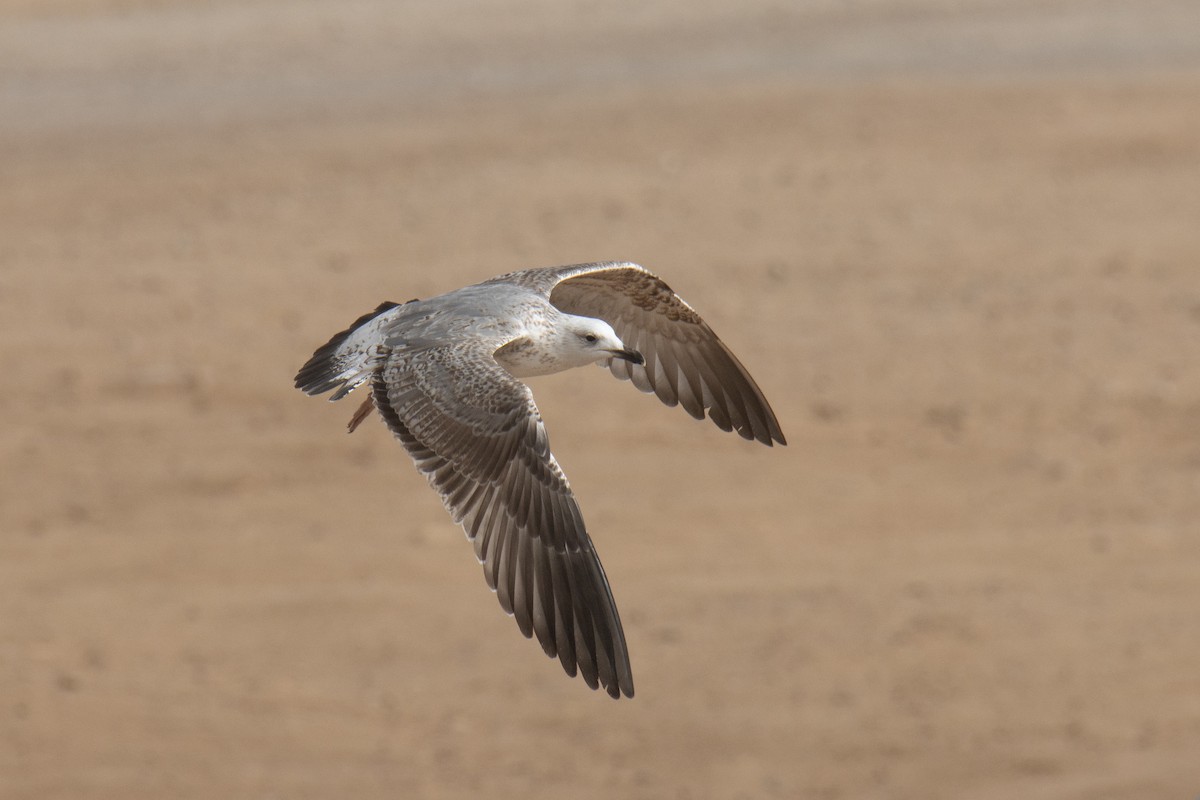 Caspian/Yellow-legged/Armenian Gull - ML650261017