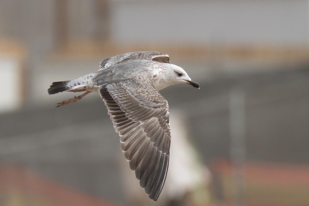 Caspian/Yellow-legged/Armenian Gull - ML650261018