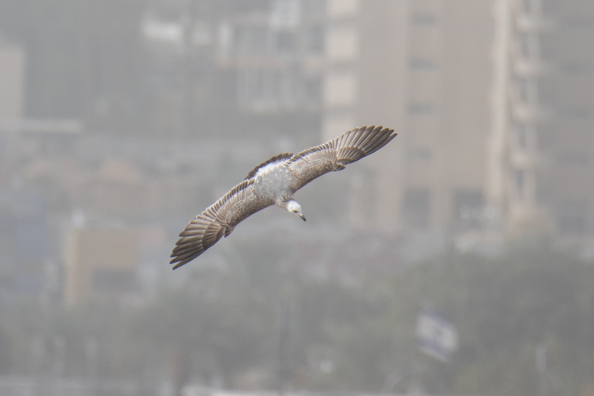 Caspian/Yellow-legged/Armenian Gull - ML650261019