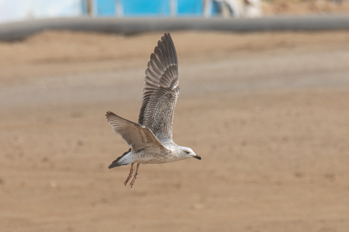 Caspian/Yellow-legged/Armenian Gull - ML650261020