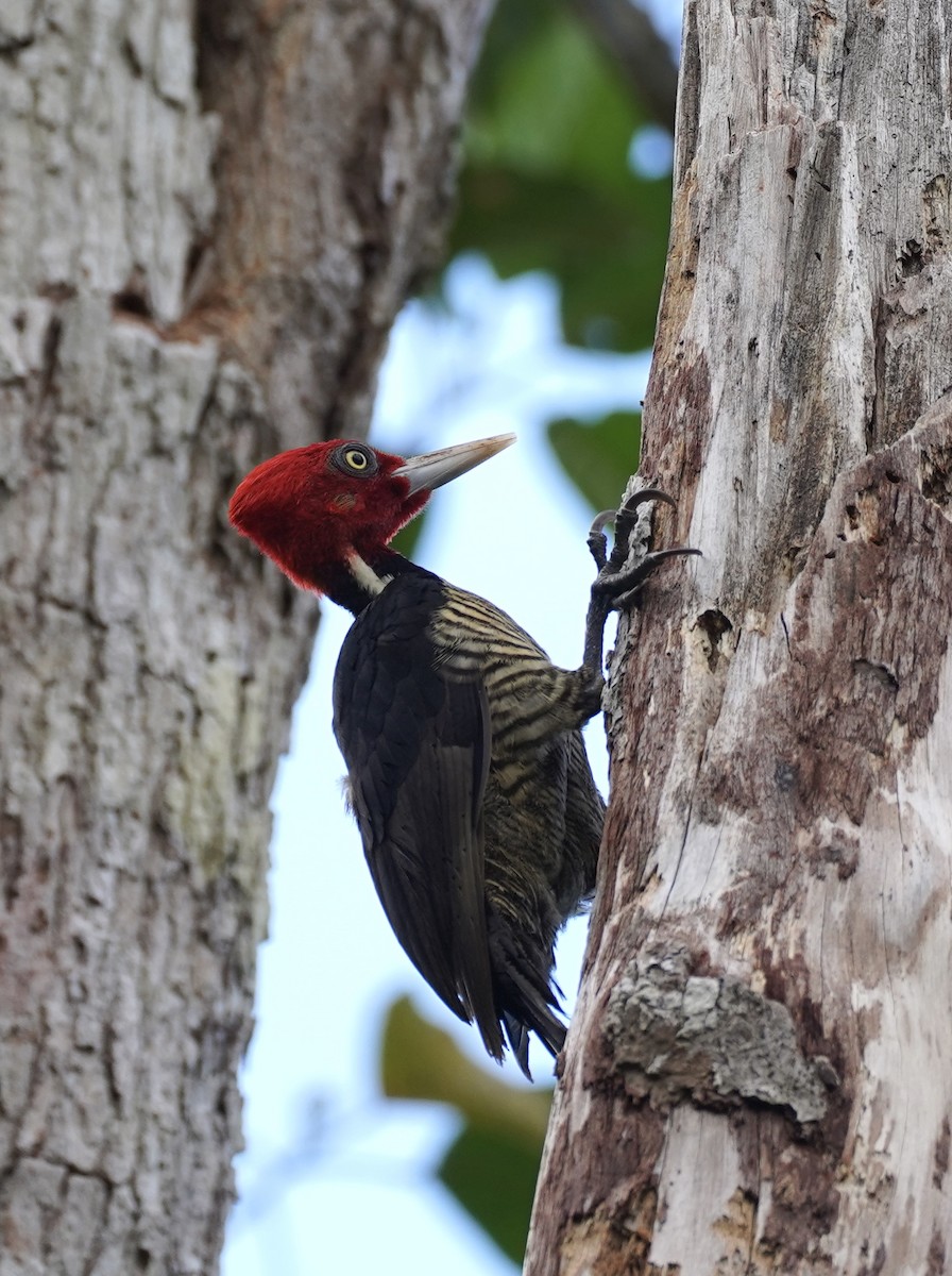 Pale-billed Woodpecker - ML650261828