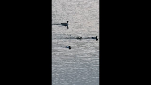 Murgilari bizkarzuria - ML650262501