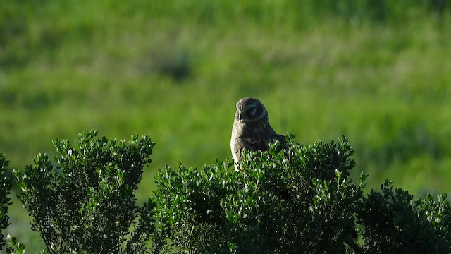 アメリカハイイロチュウヒ - ML650262634
