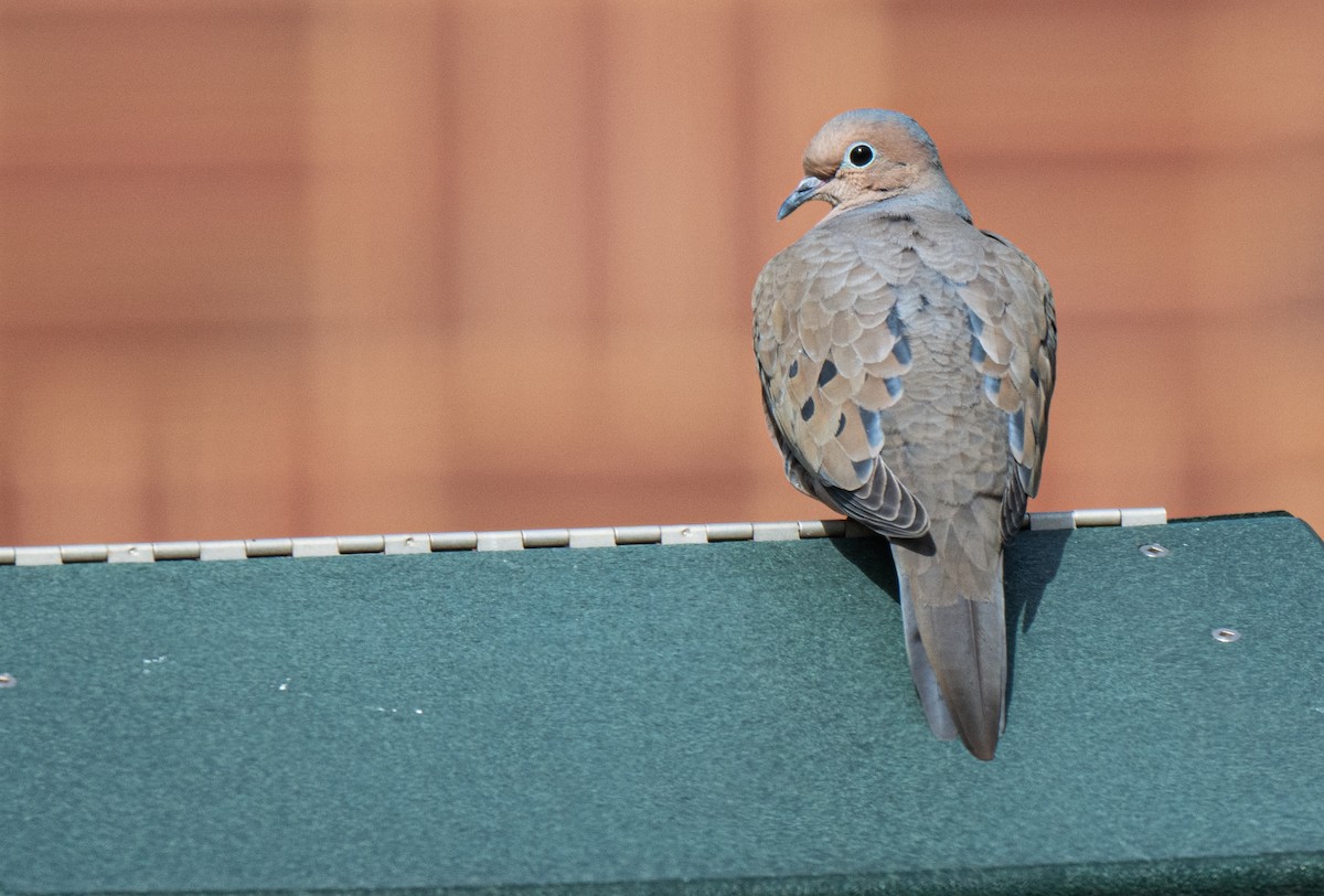 Mourning Dove - ML650262668