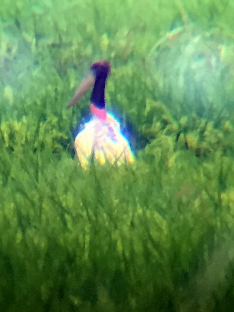 Jabiru - ML65026281