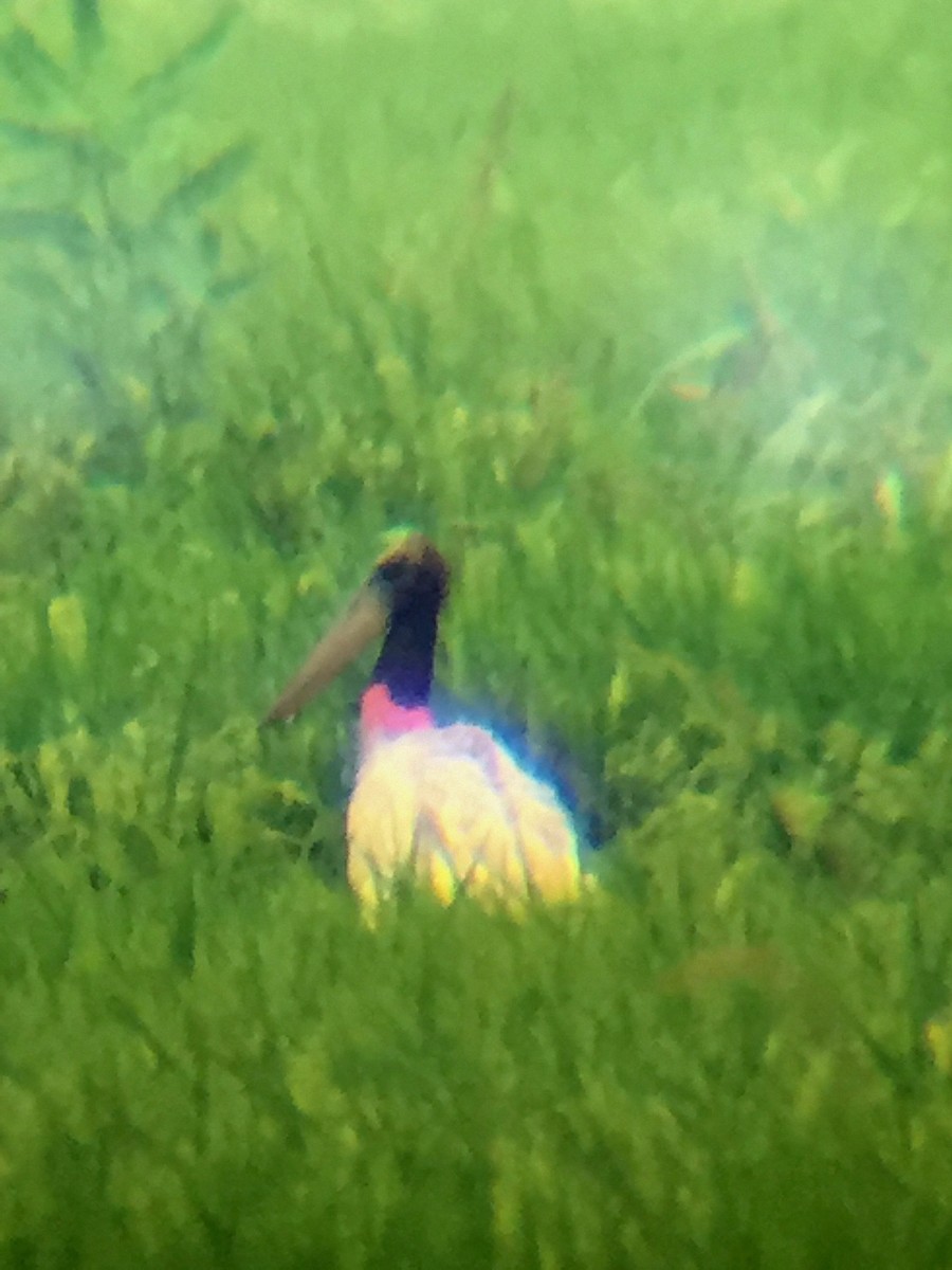 Jabiru - ML65026291