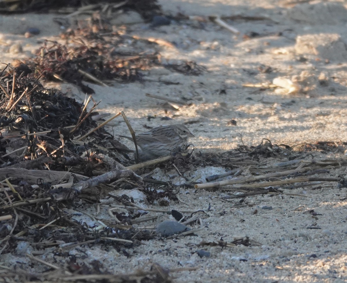 Chingolo Sabanero (princeps) - ML650262914