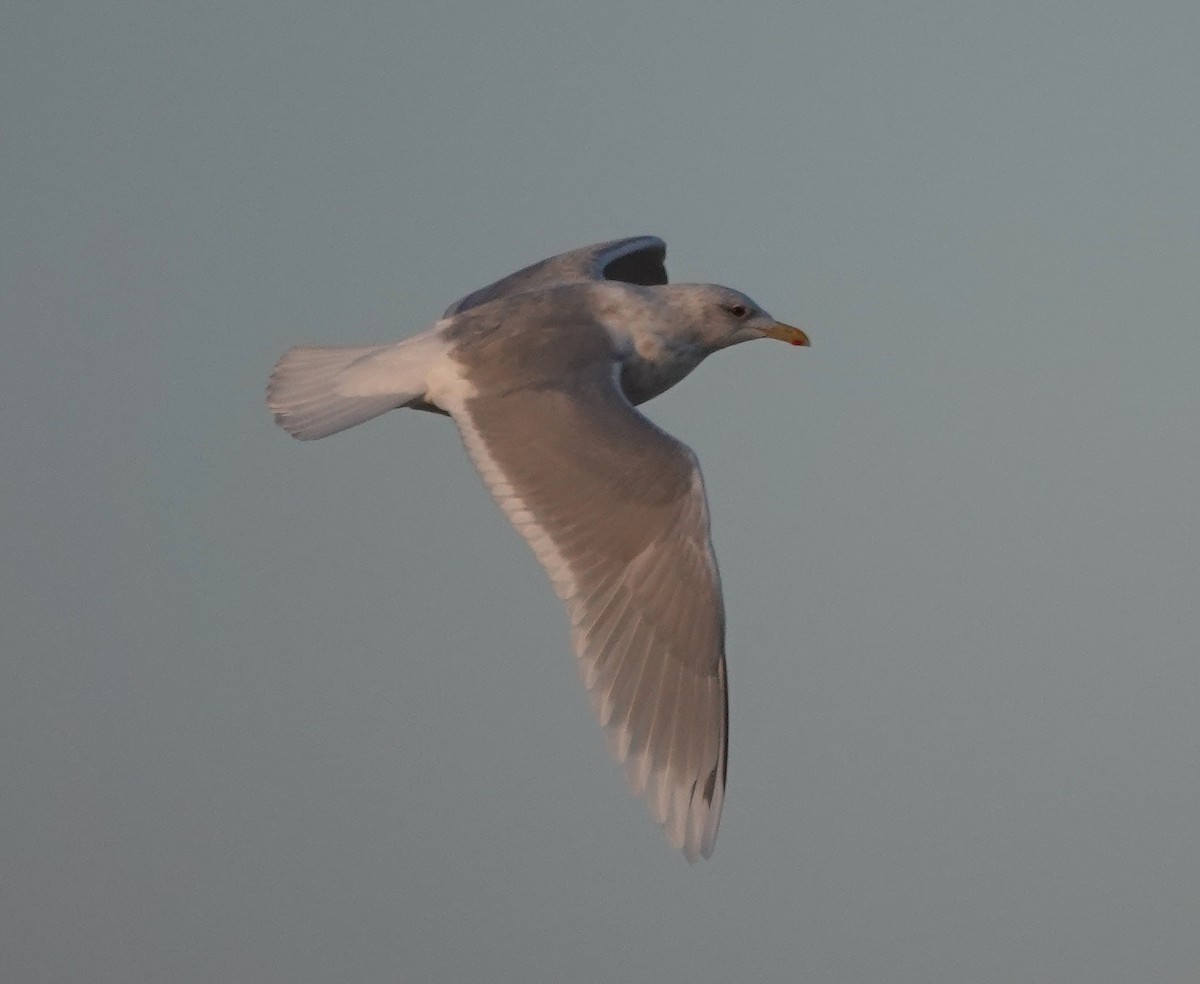 Gaviota Groenlandesa - ML650262932