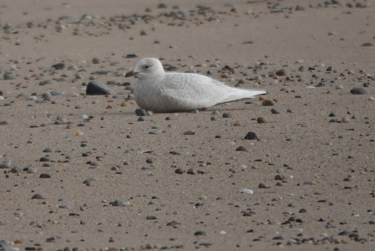 Gaviota Groenlandesa - ML650262933