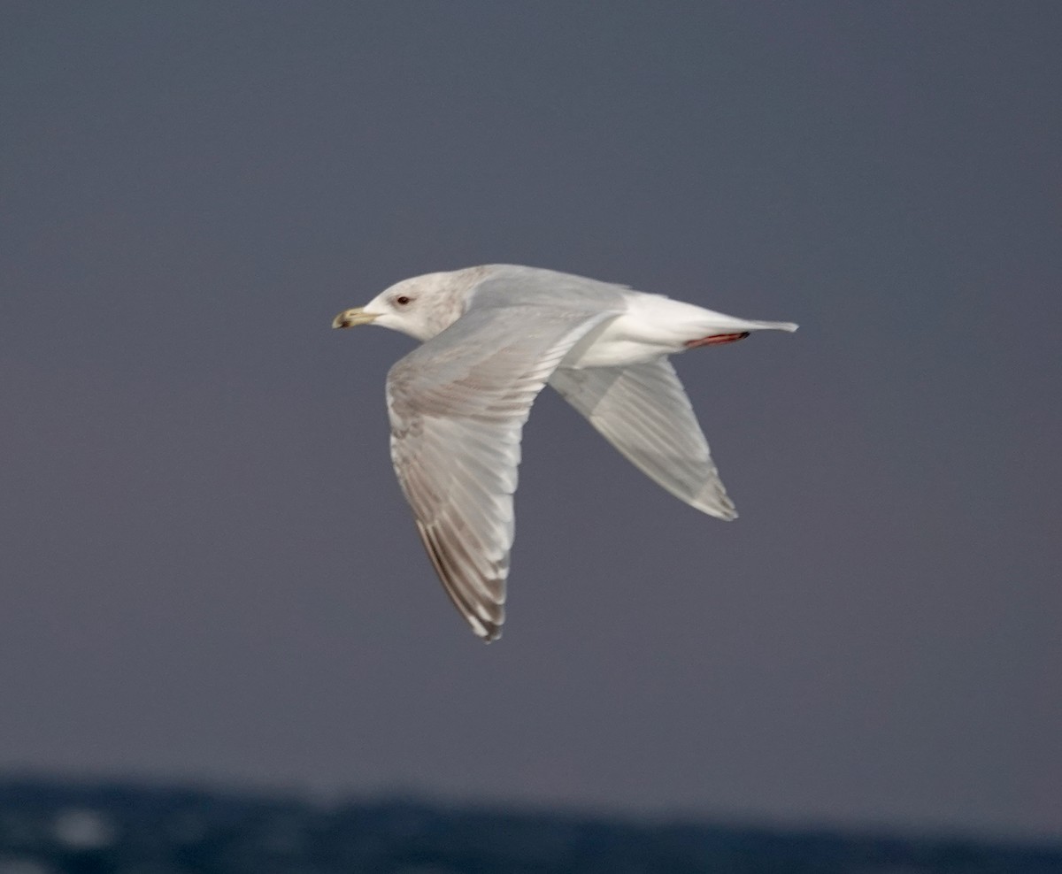 Gaviota Groenlandesa - ML650262935