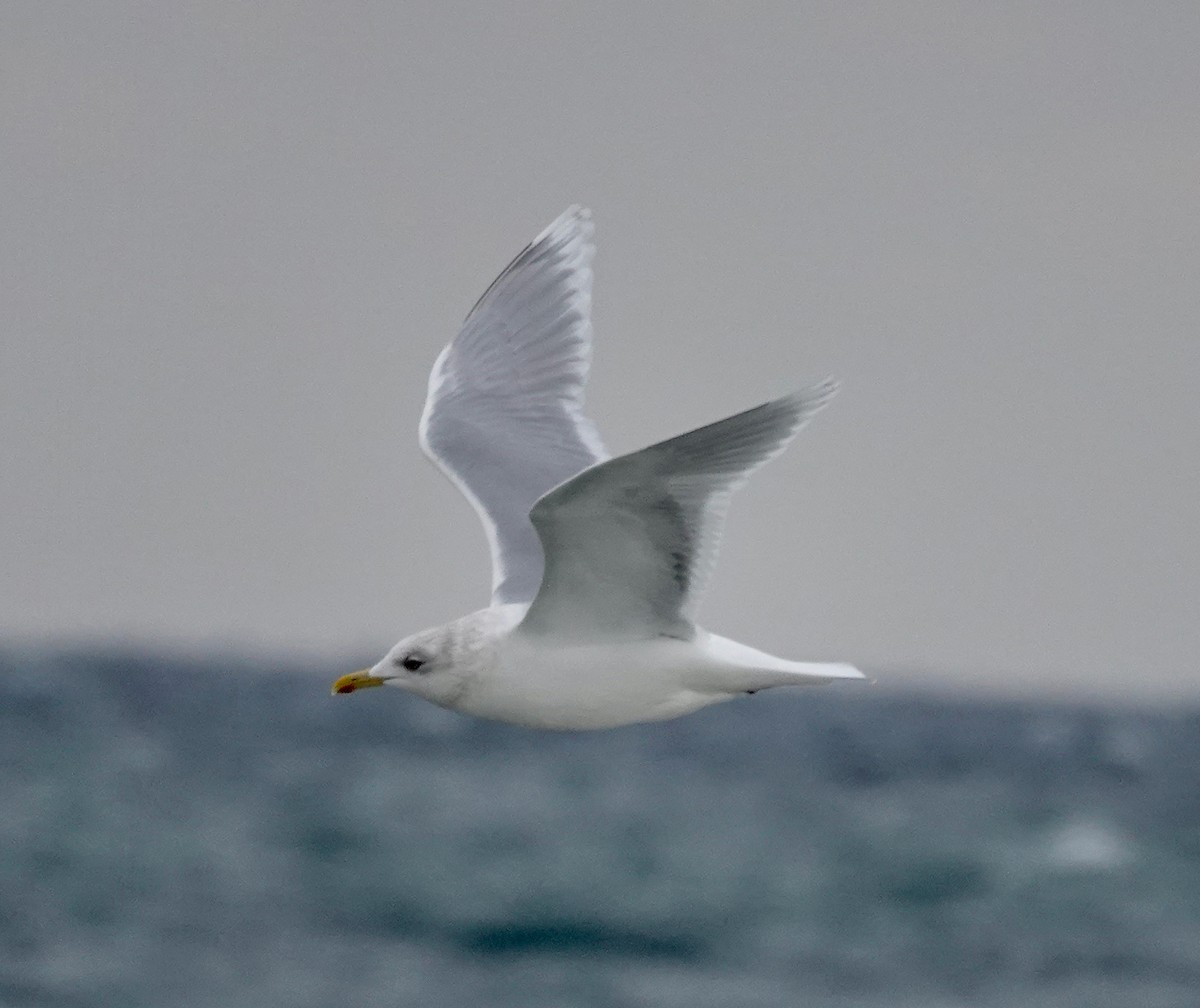 Gaviota Groenlandesa - ML650262936