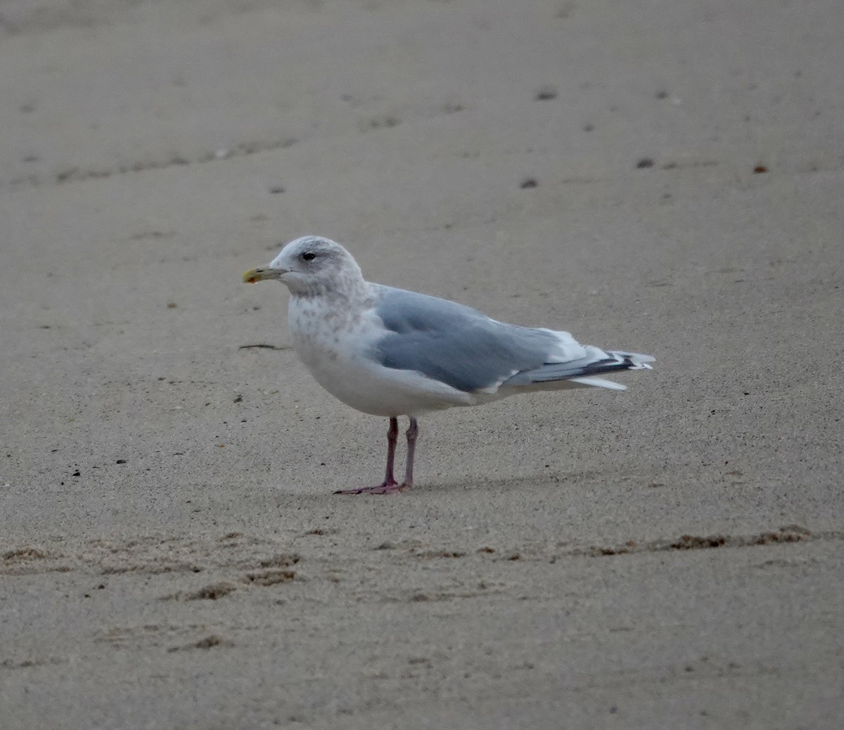 Gaviota Groenlandesa - ML650262937