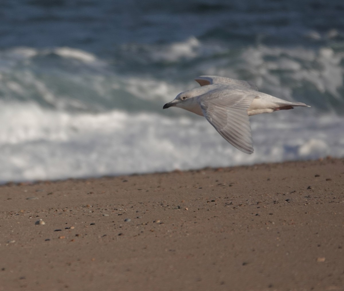 Gaviota Groenlandesa - ML650262938