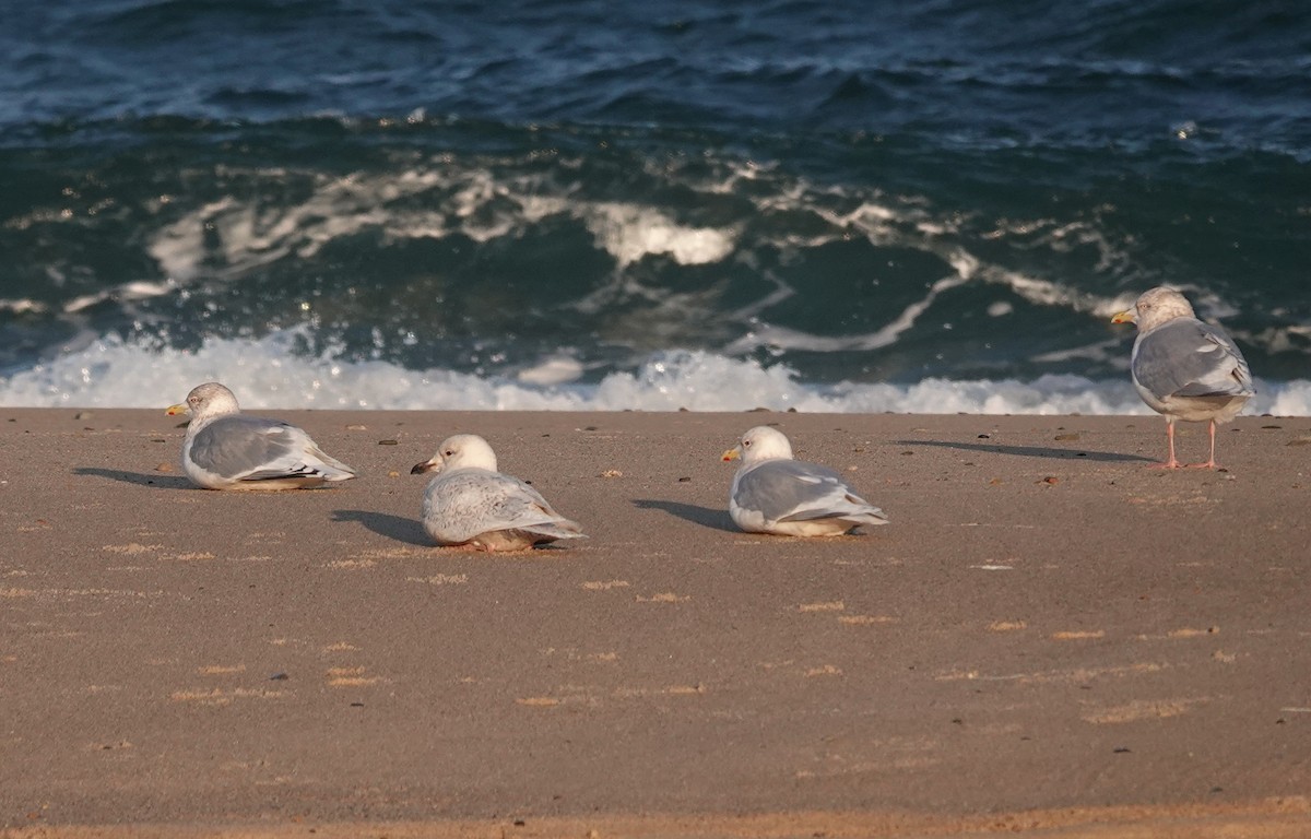 Gaviota Groenlandesa - ML650262939