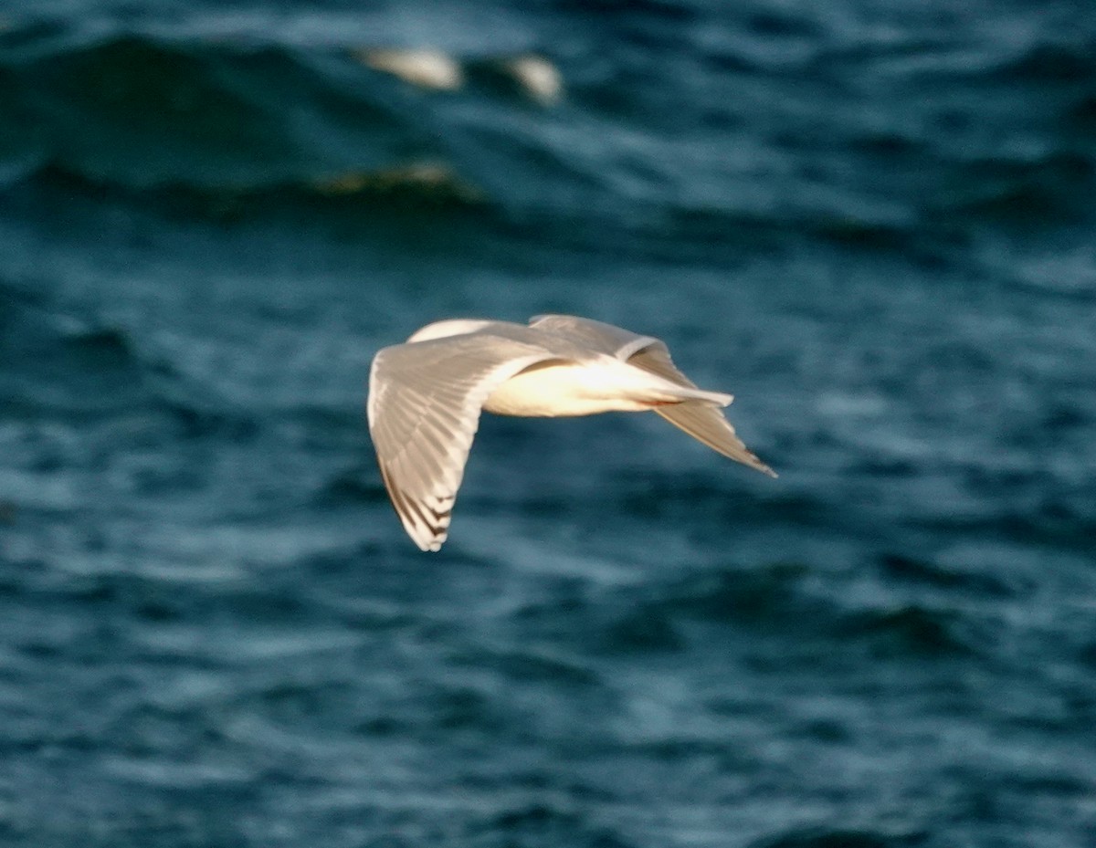 Gaviota Groenlandesa - ML650262941
