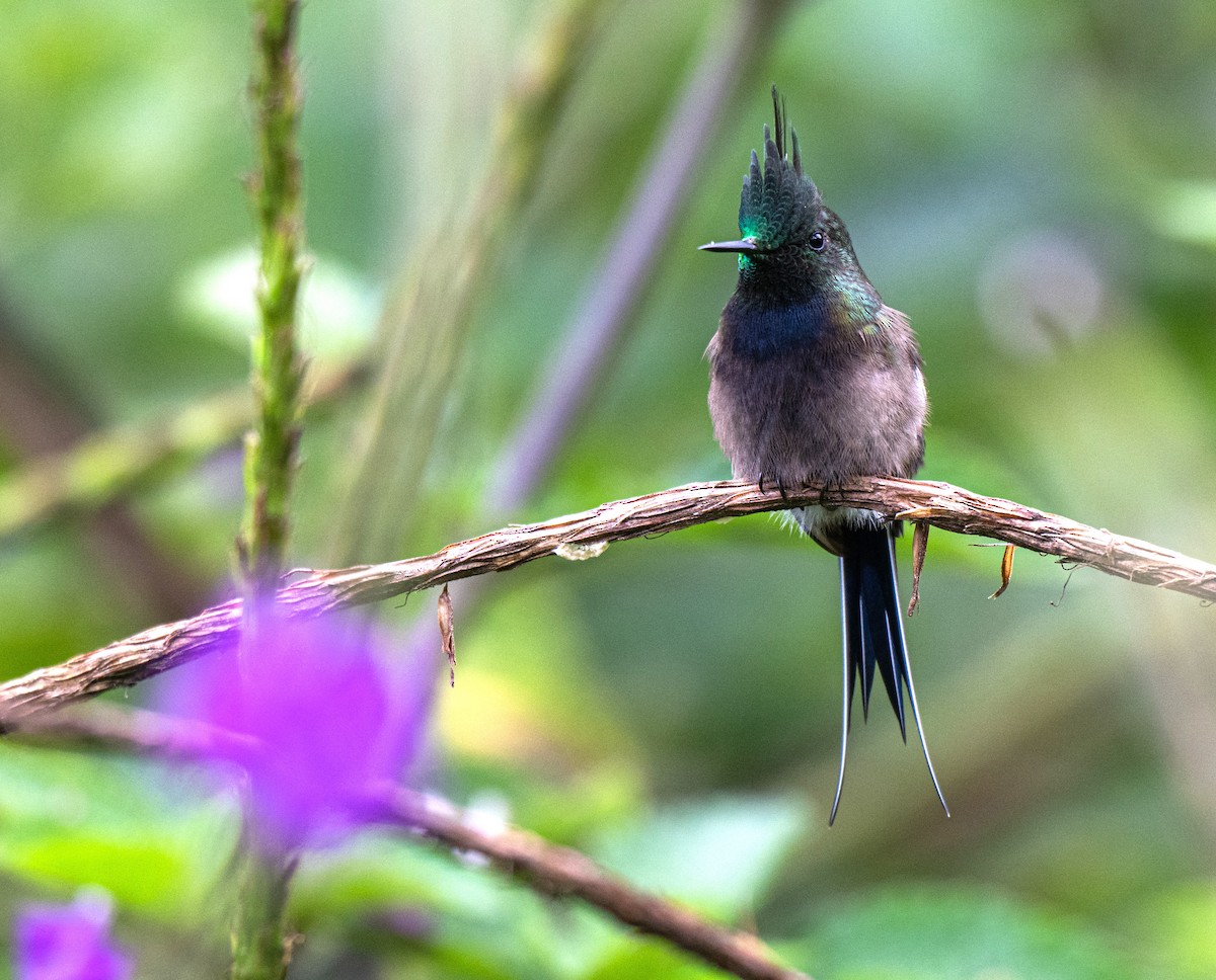 Wire-crested Thorntail - ML650262954