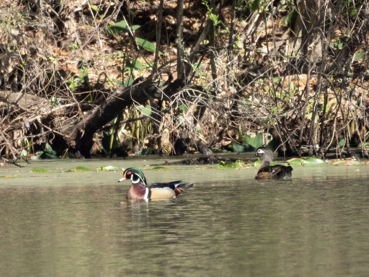 Ahate karolinarra - ML650262991