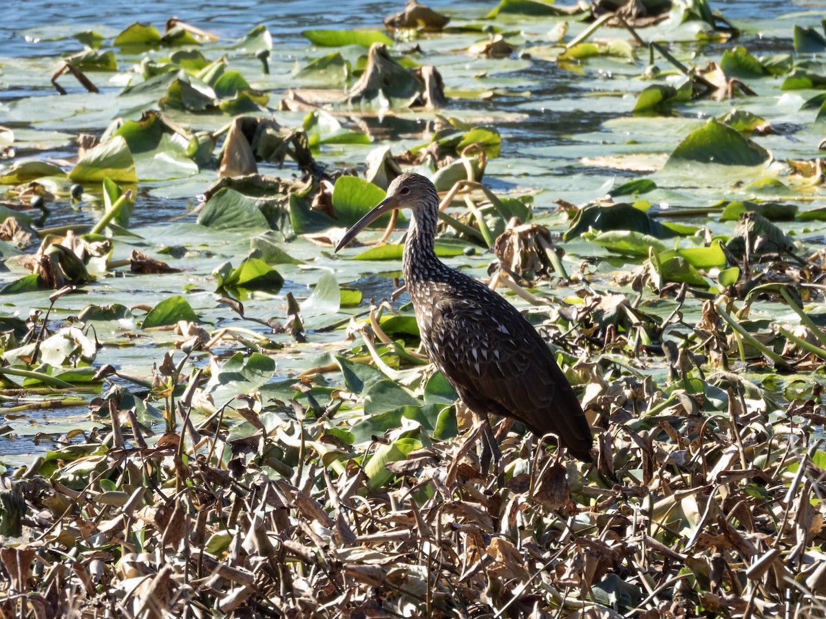 Karraoa - ML650263002